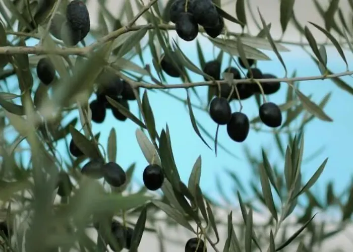 Hotel Logis L'oliveraie 2*